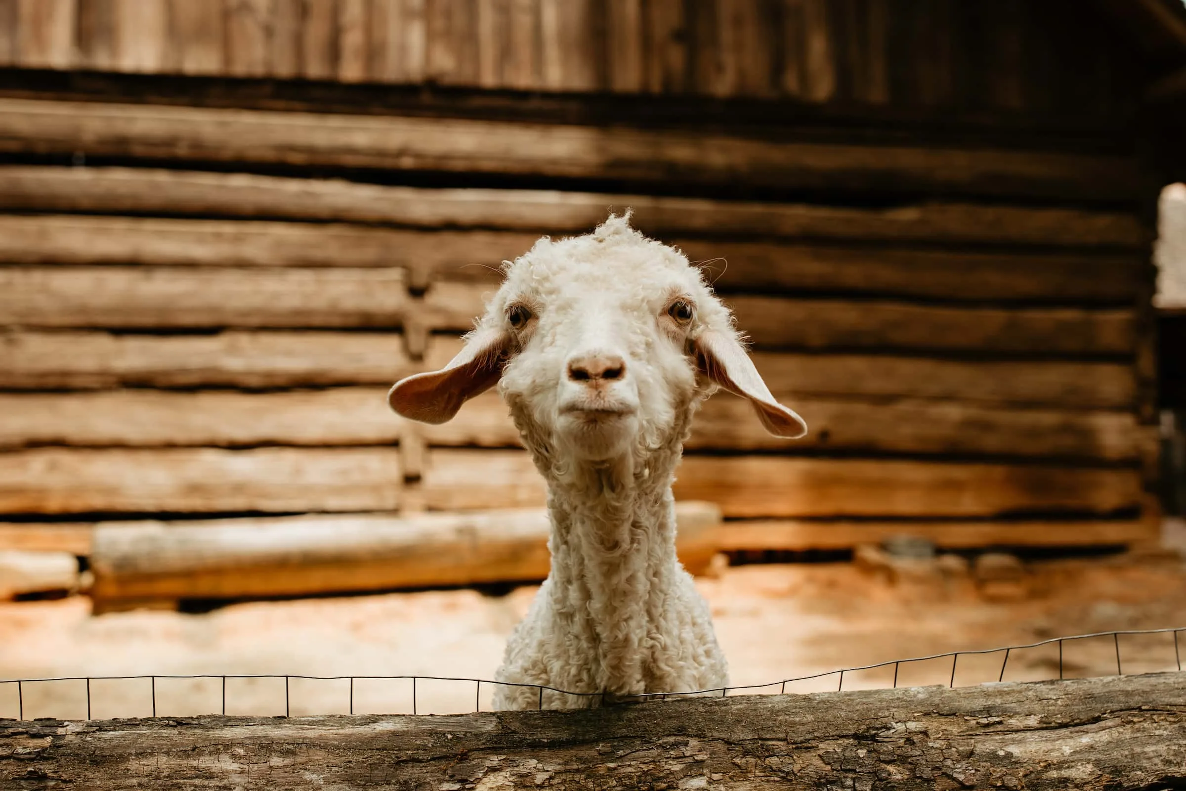 Sheep-On-a-Stroll_Spring-2021_35